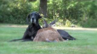 Dog and deer in love, the doe and kate the dane having a love-in on the front summer.
