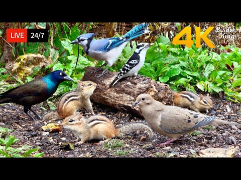 🔴 24/7 LIVE: Cat TV for Cats to Watch 😺 Cute Birds Chipmunks and Squirrels 4K Cat Games