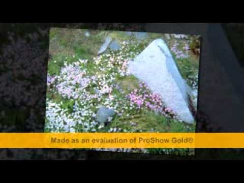 POATE AI PUS SI TU ODATA  FRATELE DAVID STAN ,, DAVIDEL,,