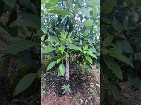 Paltas fuerte en Huanuco/ Ambo/San rafael/ caserio Saunag