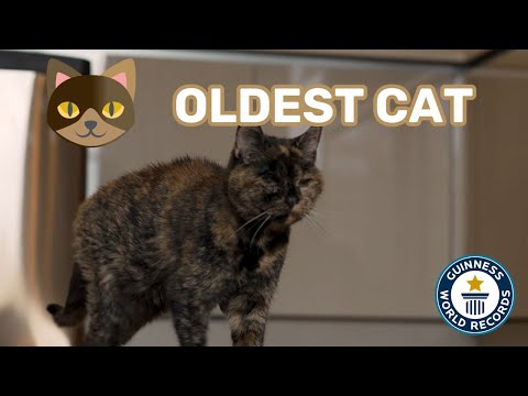 World’s OLDEST CAT is 120 in human years!