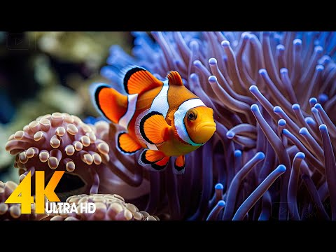 Aquarium 4K VIDEO (ULTRA HD) 🐠 Beautiful Coral Reef Fish - Relaxing Sleep Meditation Music #106