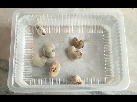 Protina diyeta pagbaba ng timbang Kung ito ay posible na mawalan ng timbang sa tulong ng activated charcoal forum