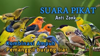 Download lagu SUARA PIKAT SEMUA JENIS BURUNG KECIL ANTI ZONK  mp3