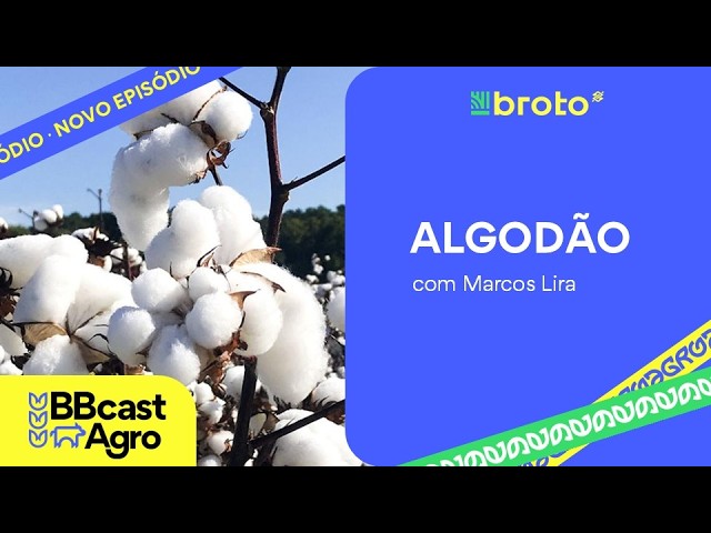 Algodão: petróleo, clima e colheita influenciam o mercado | BBCast Agro - 04/08/2026