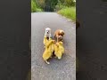 Two Dog And Chicken Cutest Friendship Funny दो कुत्तों और मुर्गी �