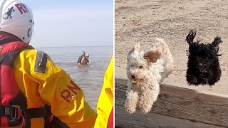 video: Watch: Dogs and owner rescued from sea by RNLI after being stranded by tide change