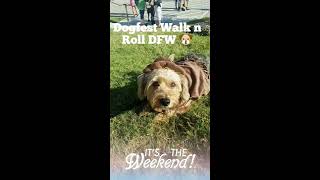 DogFest Walk n Roll DFW for Canine Companions for Independence 2017