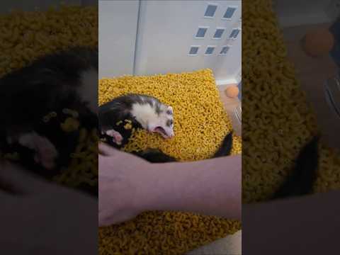 Noodle In The Noodles
