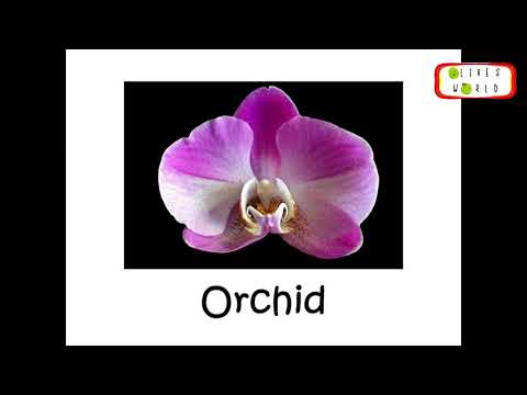 High Speed Flashcards (E1) - Heguru; Shichida; Right Brain Training Home Practice