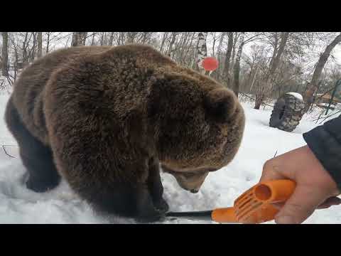 Когда медведю лопата просто жизненно необходима?