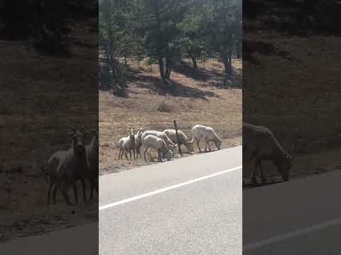 Bighorn Feast on Road Salt