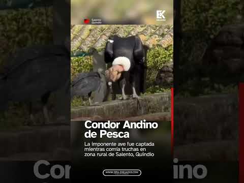 🦅 ¡DE NO CREER! Captan a monumental cóndor andino en Salento 🇨🇴