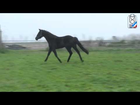 Holstein Mare Calida by Stallion Calido I