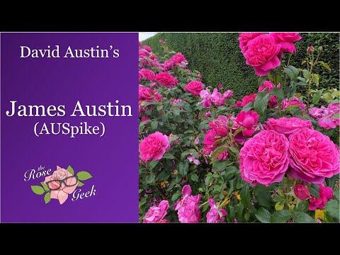 🌹James L Austin Rose | David Austin English Shrub Rose / Auspike