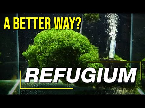 Today’s Refugium Techniques: 10 Questions to Guarantee a Controllable, Clean, High Performance Fuge