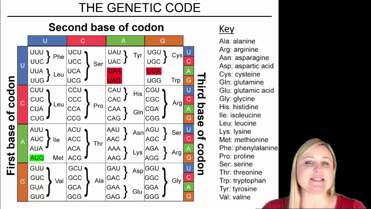 Transcription and Translation Practice Problems
