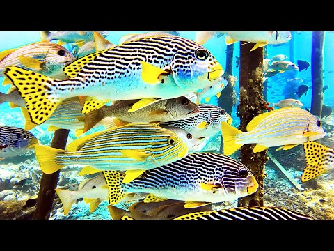 INDO TALES - EPISODE 15 Travel to a new remote island in West Papua and first day of spearfishing