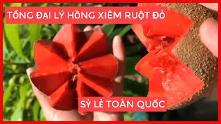 CÂY HỒNG XIÊM RUỘT ĐỎ KHỔNG LỒ