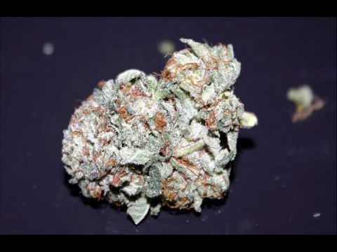 Gringo-siente mi flow