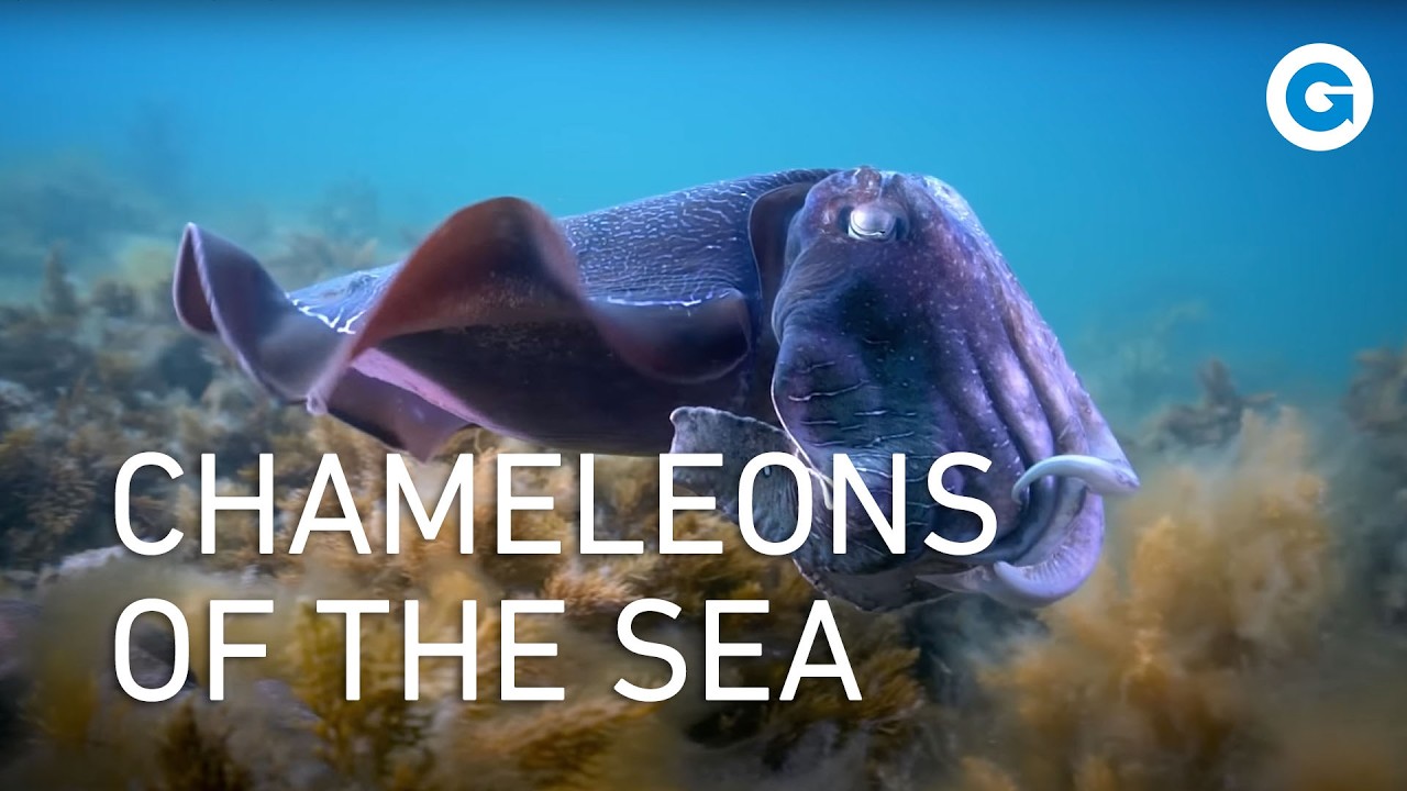 Deep in the World of Cephalopods: Deadly Octopuses, Squid and Cuttlefish | Wildlife Documentary