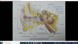 อวัยวะรับสัมผัส (หูและจมูก)