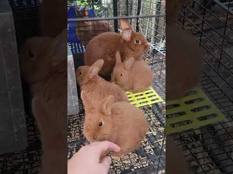 I am never satisfied- 2023 updated rabbitry tour (Lilacs, Thrianta, Creme D'argent)