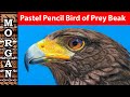 How To Draw Birds Of Prey: Pastel Pencil Guide With Jason Morgan | JasonMorgan.co.uk
