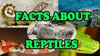 Facts about Reptiles - Science With Kids