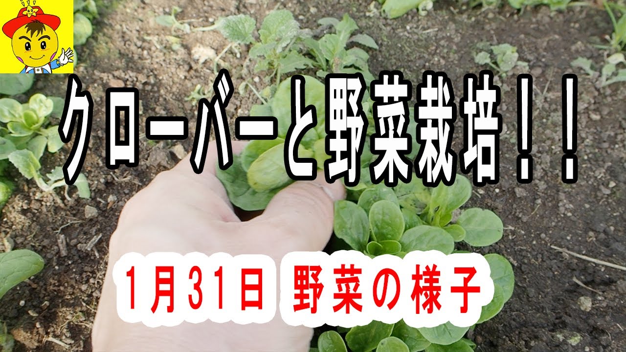 【自然栽培】冬のハウス育苗と土づくり|白クローバーの役割と動物との共存