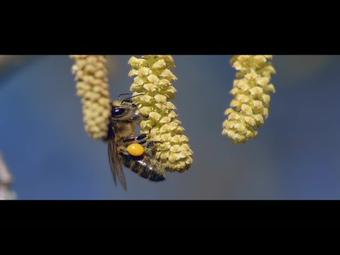 11 - Ziemlich wilde Bienen - Regie: Jan Haft