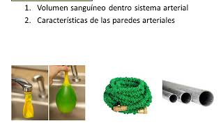 Regulación de la PA - Biología Celular y Tisular