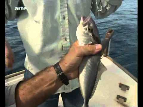 Zu Tisch auf Mallorca Part 1/2