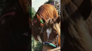 Download lagu Eps 12 Documentation horse breeding | Kingdom AC Stable  #horse #horsebreeding #horsebreeding #fypシ mp3