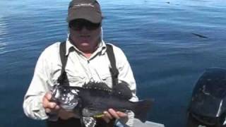 preview picture of video 'Fly Fishing for Puget Sound Seabass'