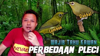 Download lagu The Difference Between Dakbal and Lombok Pleci Birds!!! Beginners Must Know and Understand mp3