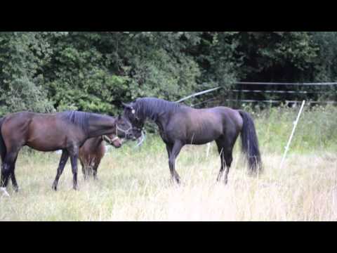 Endlich ein Herdentier!  - Malik, Otello & Tawil