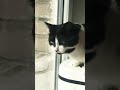 Shorts Tuxedo Cat Meowing At Birds