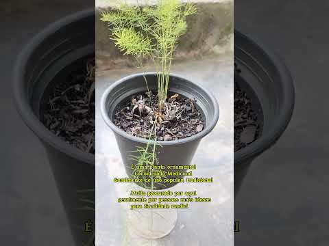 🌿 Planta Melindro: Folhagem delicada e muito bonita | Carutapera-MA