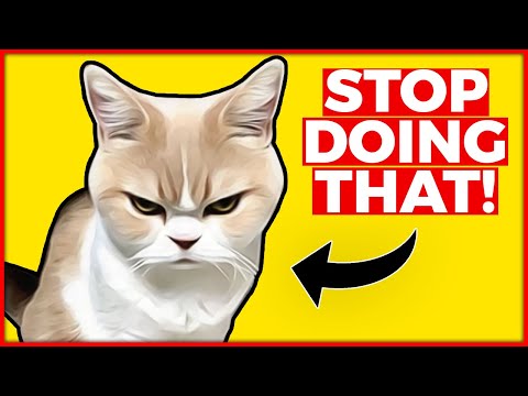 14 Things Cats ABSOLUTELY Hate (NEVER Do These To Your Cat!)