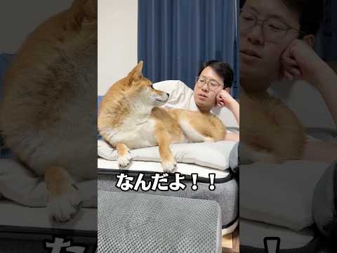 柴犬と人間のケンカ①　#柴犬 #shorts