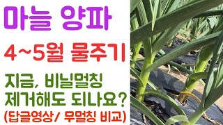 마늘 양파???? 4~5월 물주기 중요성???? 지금 비닐멀칭 제거해도 되나요?(답글영상 / 무멀칭재배 비교…