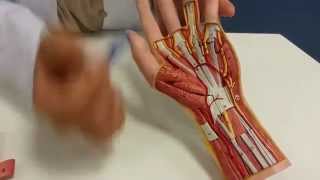 Hand Muscles