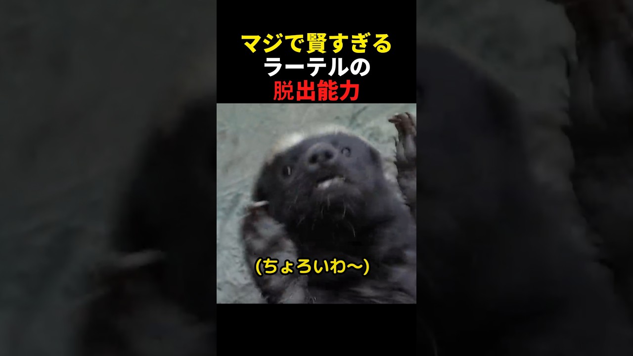 マジで賢すぎるラーテルの脱出能力