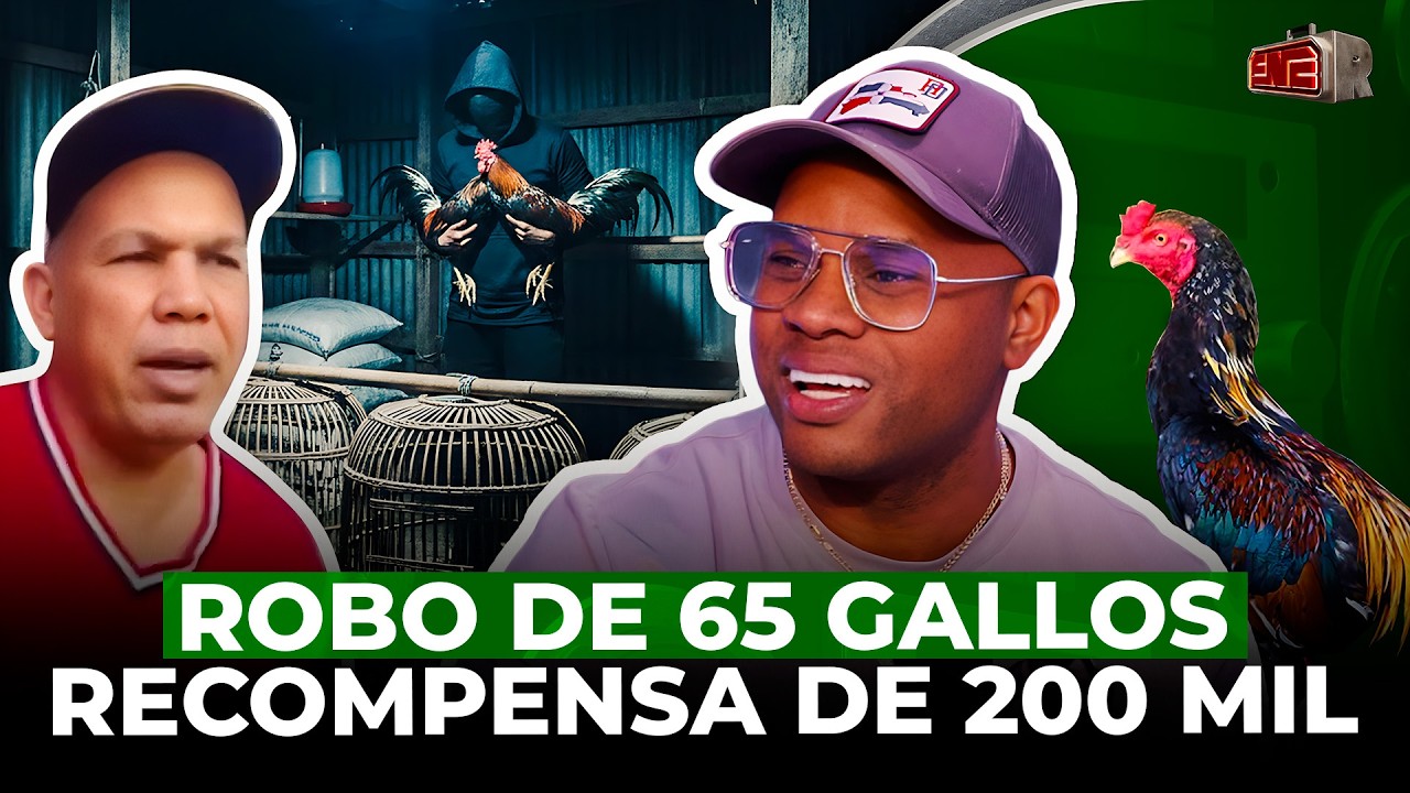 TOLENTINO REVELA GALLEROS TAN DE PINGA TRAS ROBO DE 65 GALLOS Y RECOMPENSA DE 200 MIL