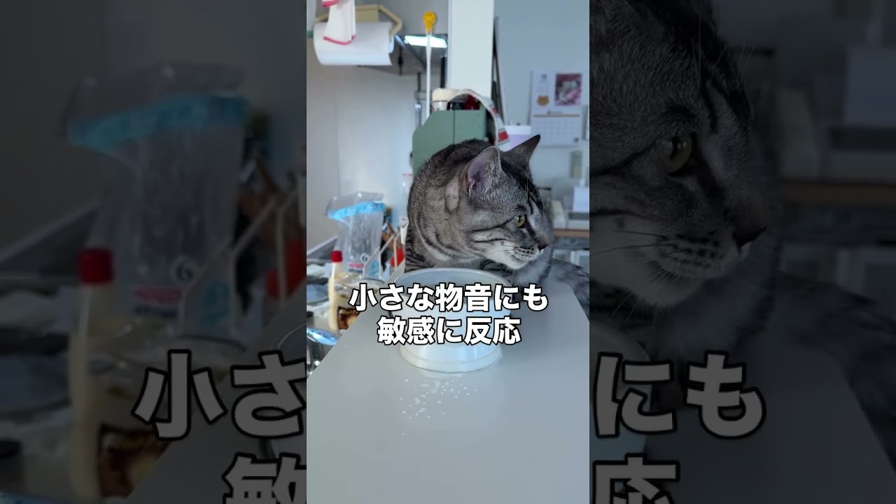 震度6強の地震の翌日。恐怖で心が壊れてしまった猫たち。#地震 #猫 #黒猫なづき #猫のいる暮らし #保護猫 #cat #earthquake