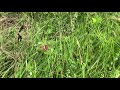 Pantheon - "Mother Earth Hymn"