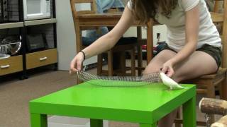 Duke - Budgie Runs Through A Slinky