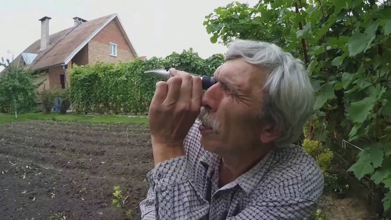 Виноград Алешенькин