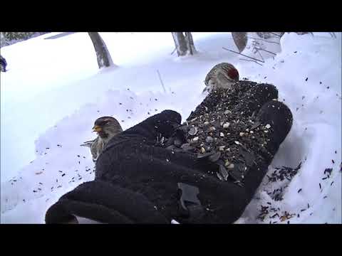 Ewan Dobson - Feeding Common Redpolls [Jan-01-2019]